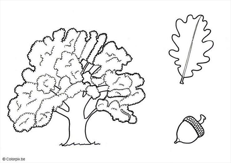 gatunki drzew i liści - phpThumb_generated_thumbnailjpg21.jpg