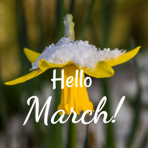 HELLO MARCH - hello-march-main-480x480.jpg