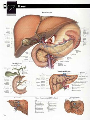 plansze anatomiczne chorób człowieka - Plansza anatomiczna watroba-2.jpg